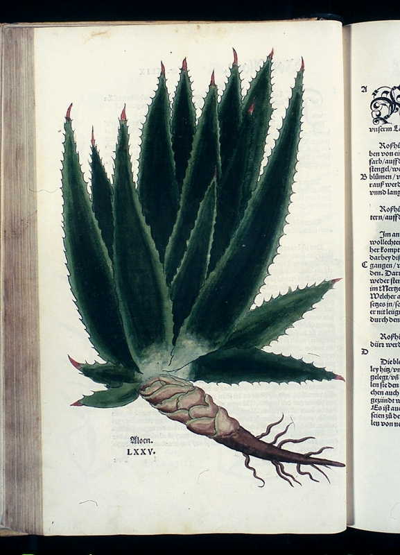 Abbildung Aloen