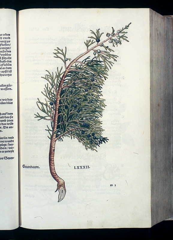 Abbildung Sevenbaum