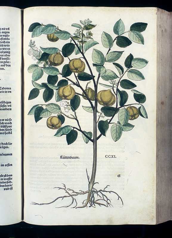 Abbildung Küttenbaum