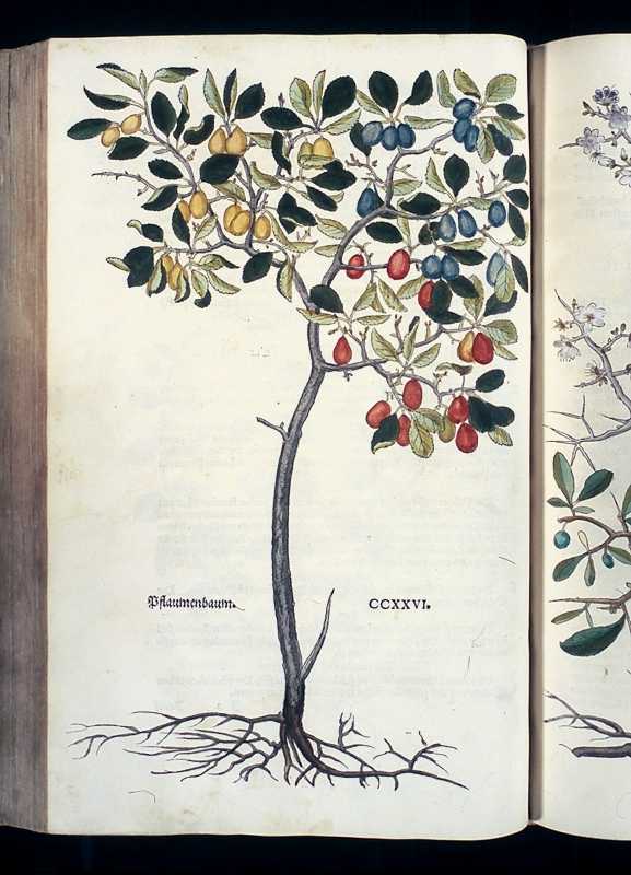 Abbildung Pflaumenbaum