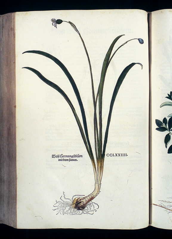 Abbildung Weiß Hornungßblum mit dem samen