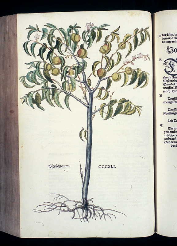 Abbildung Pfersichbaum