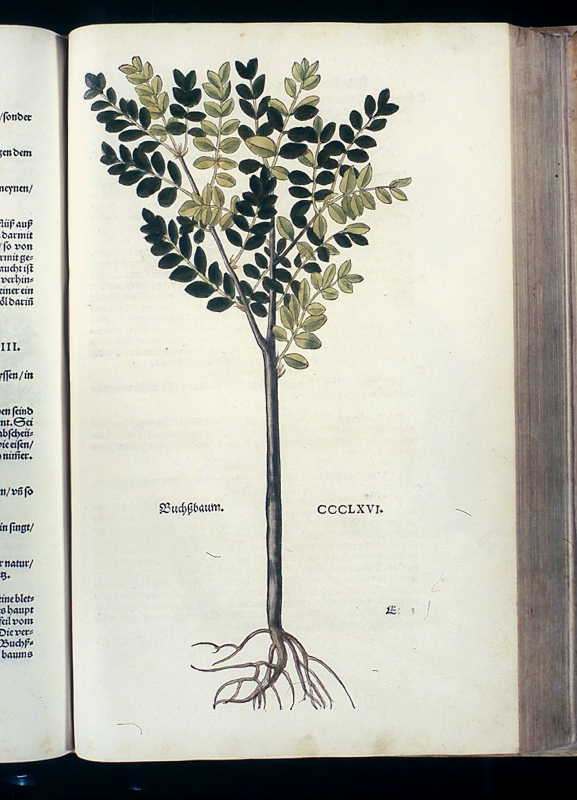 Abbildung Buchßbaum