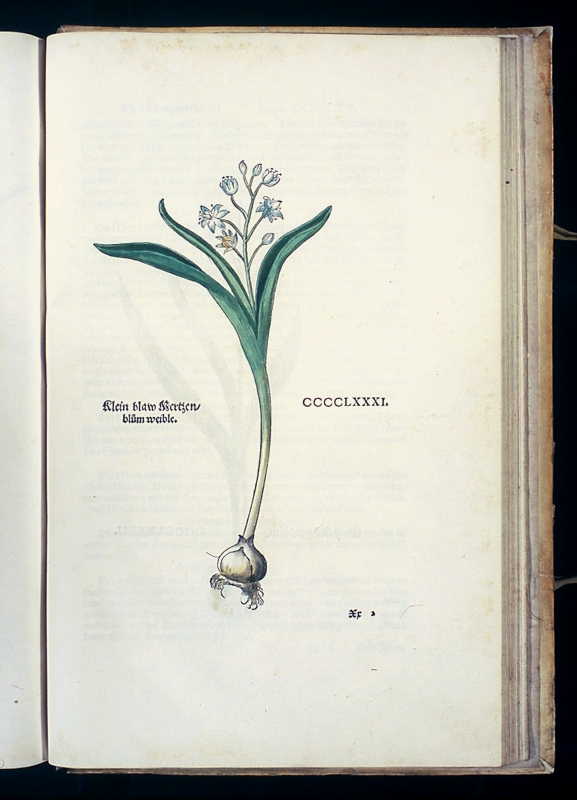 Abbildung Klein blaw Mertzenblum weible