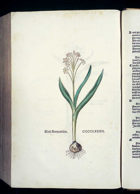 Abbildung Weiß Mertzenblum