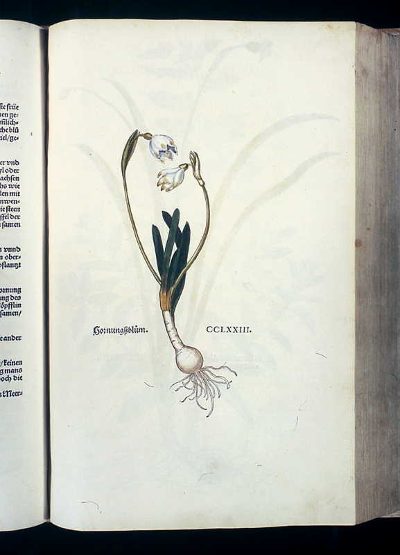 Abbildung Hornungßblum