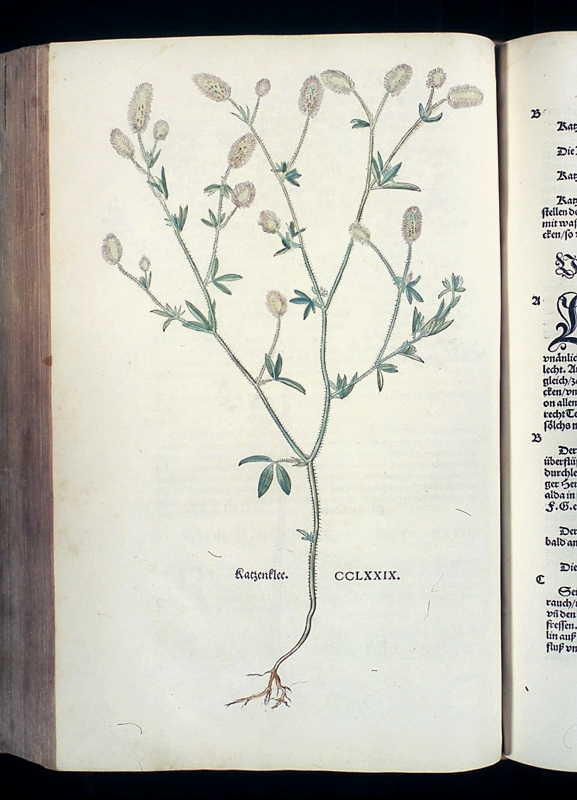 Abbildung Lörchenbaum