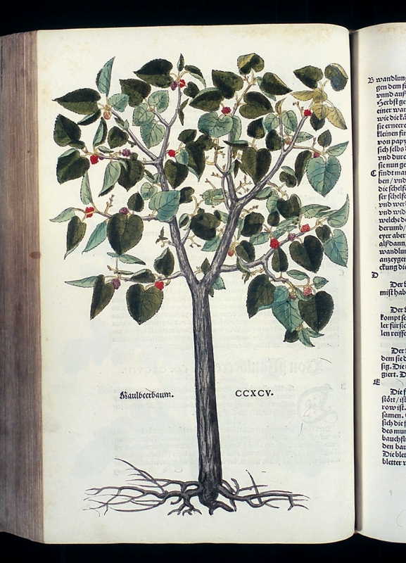 Abbildung Maulbeerbaum
