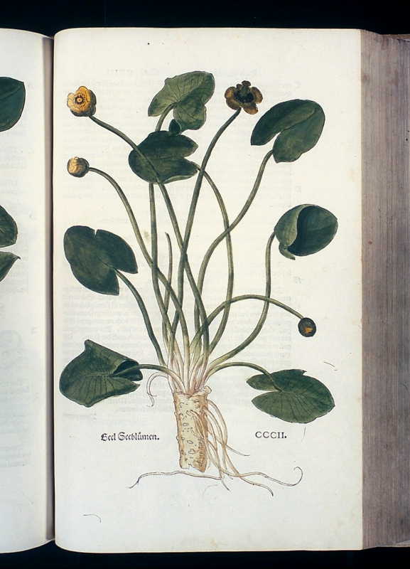 Abbildung Geel Seeblumen