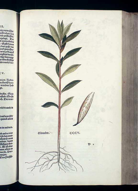 Abbildung Oleander