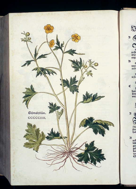 Abbildung Schmaltzblum